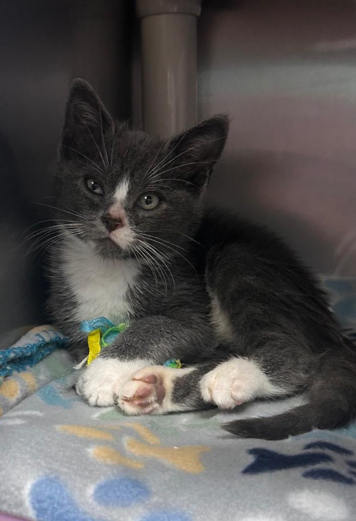Will, Adopted, Kitten Male Domestic Short Hair.