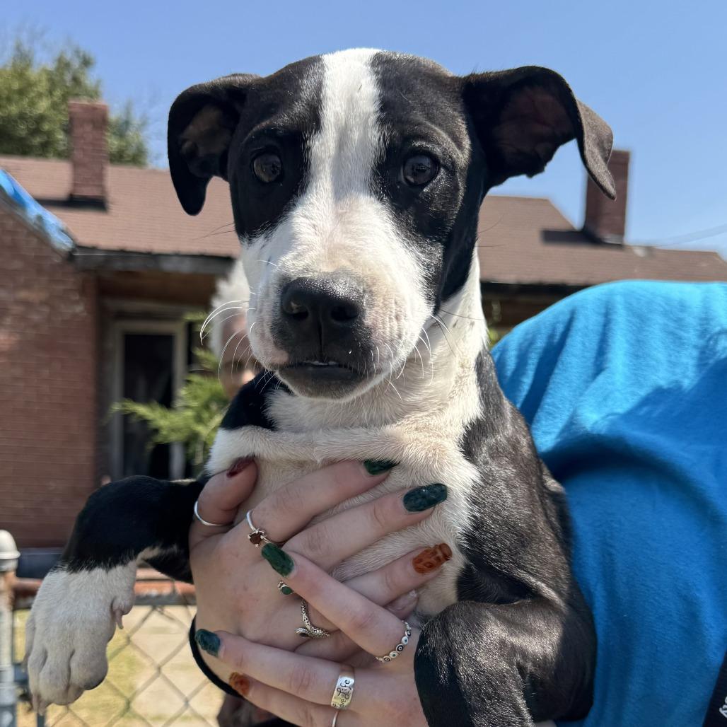 Orange, Adoptable, Young Female Mixed Breed.