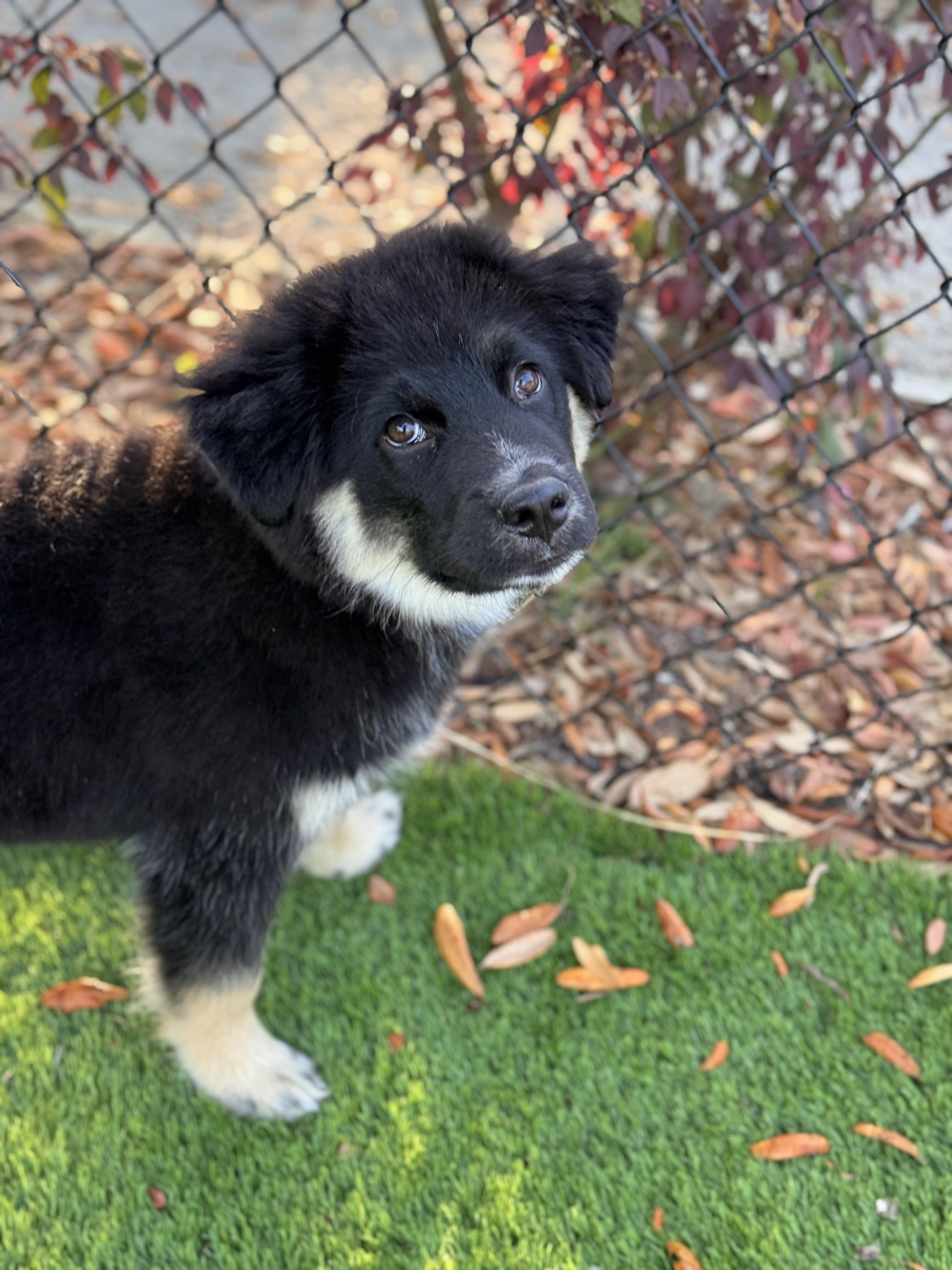 Moose, adopted, Young Male Chow Chow.