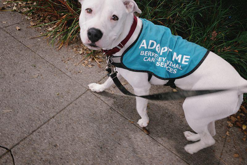 Enlarge Angel, an adopted Pit Bull Terrier in Berkeley, CA image 4/5