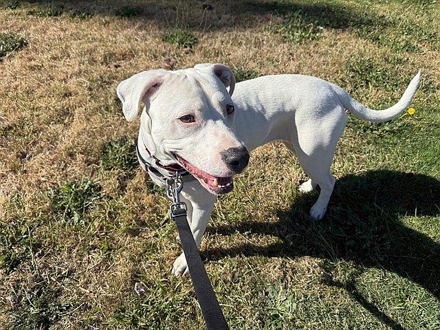Enlarge Angel, an adopted Pit Bull Terrier in Berkeley, CA image 3/5
