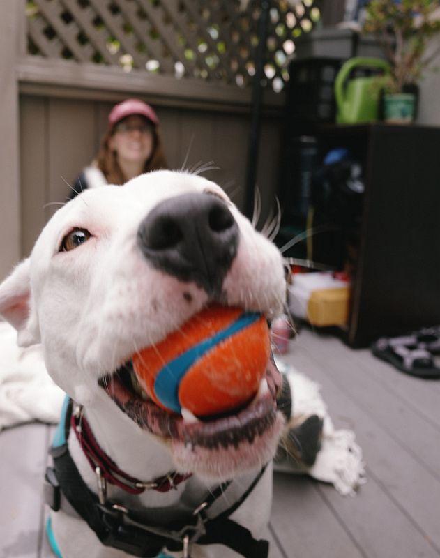 Enlarge Angel, an adopted Pit Bull Terrier in Berkeley, CA image 2/5