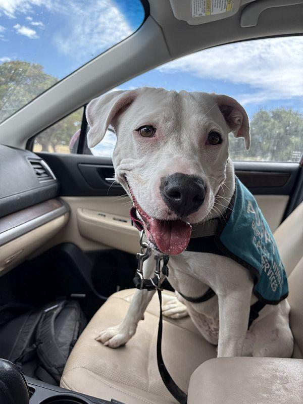 Enlarge Angel, an adopted Pit Bull Terrier in Berkeley, CA image 1/5