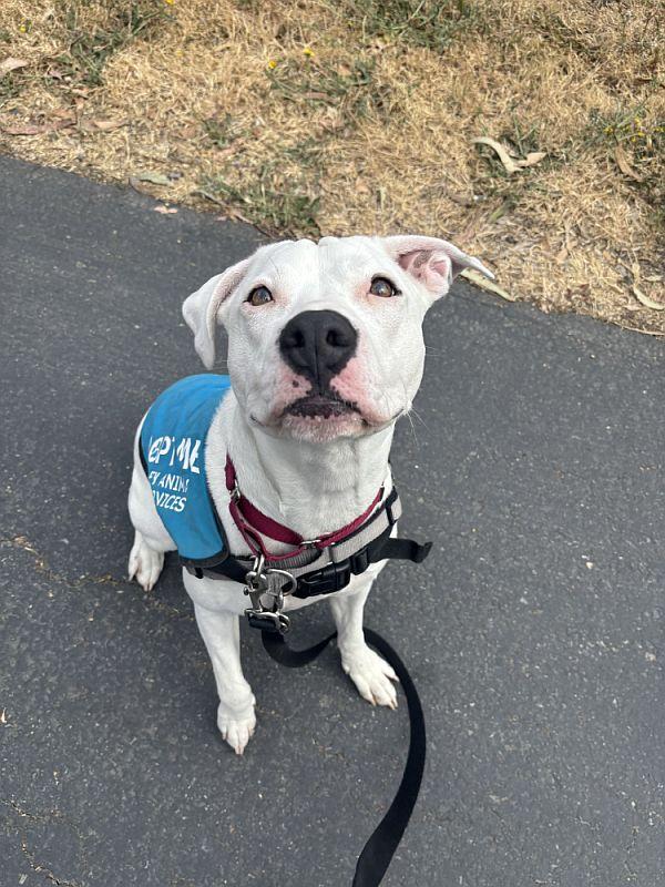 Enlarge Angel, an adopted Pit Bull Terrier in Berkeley, CA image 5/5