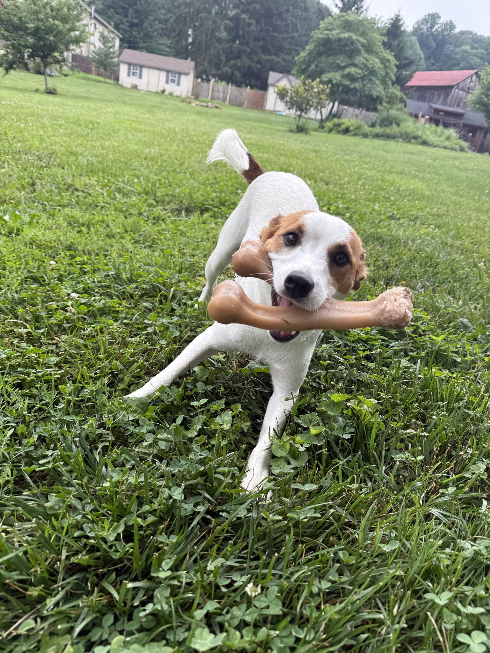 Benny, Adopted, Young Male Jack Russell Terrier.
