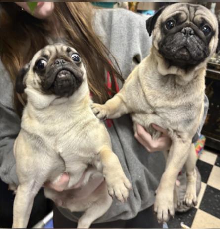 Enlarge Sosa, an adopted Pug in Chicago, IL image 1/1