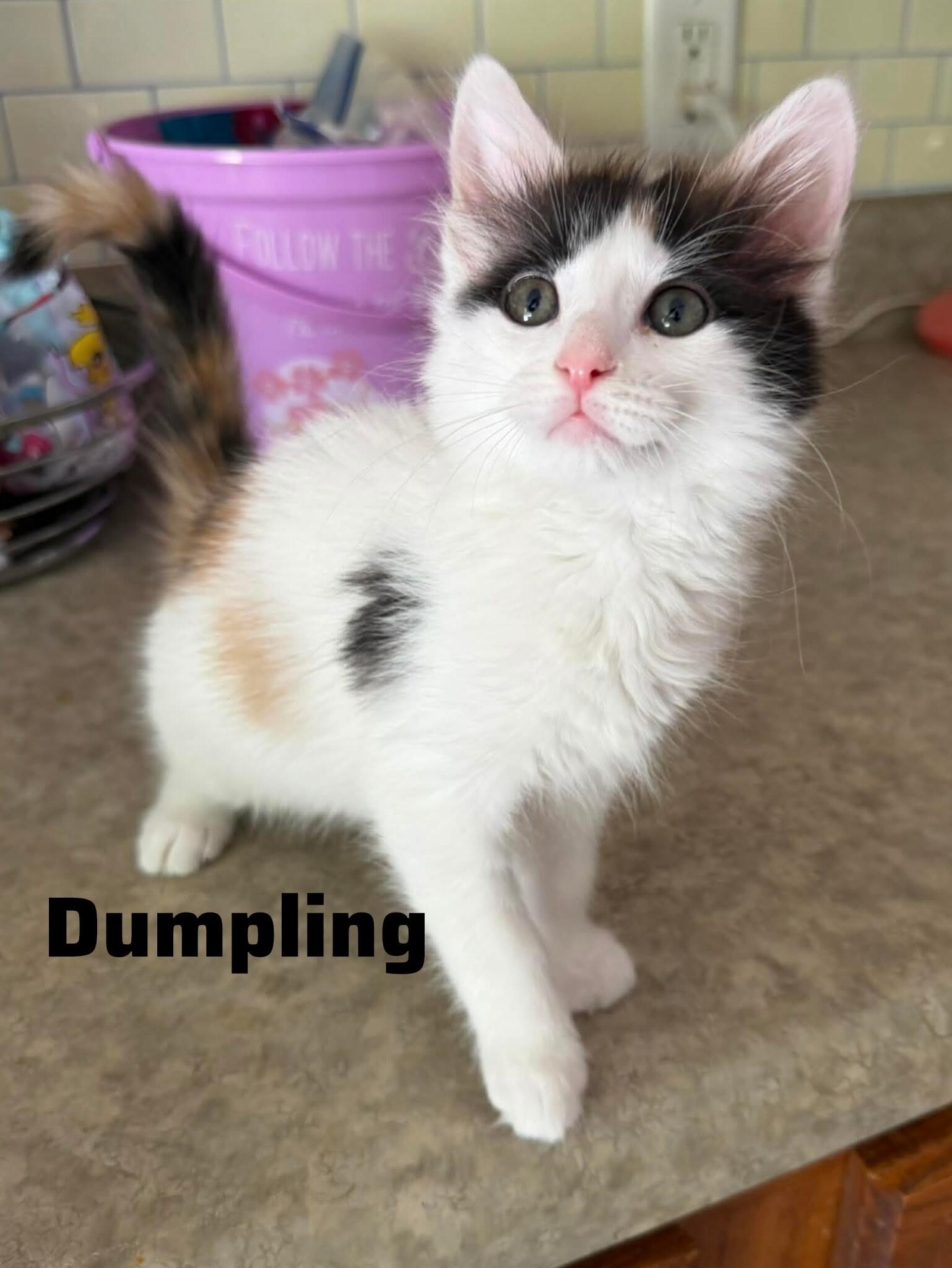 Enlarge Dumpling, an adopted Domestic Medium Hair in Essex, CT image 1/1