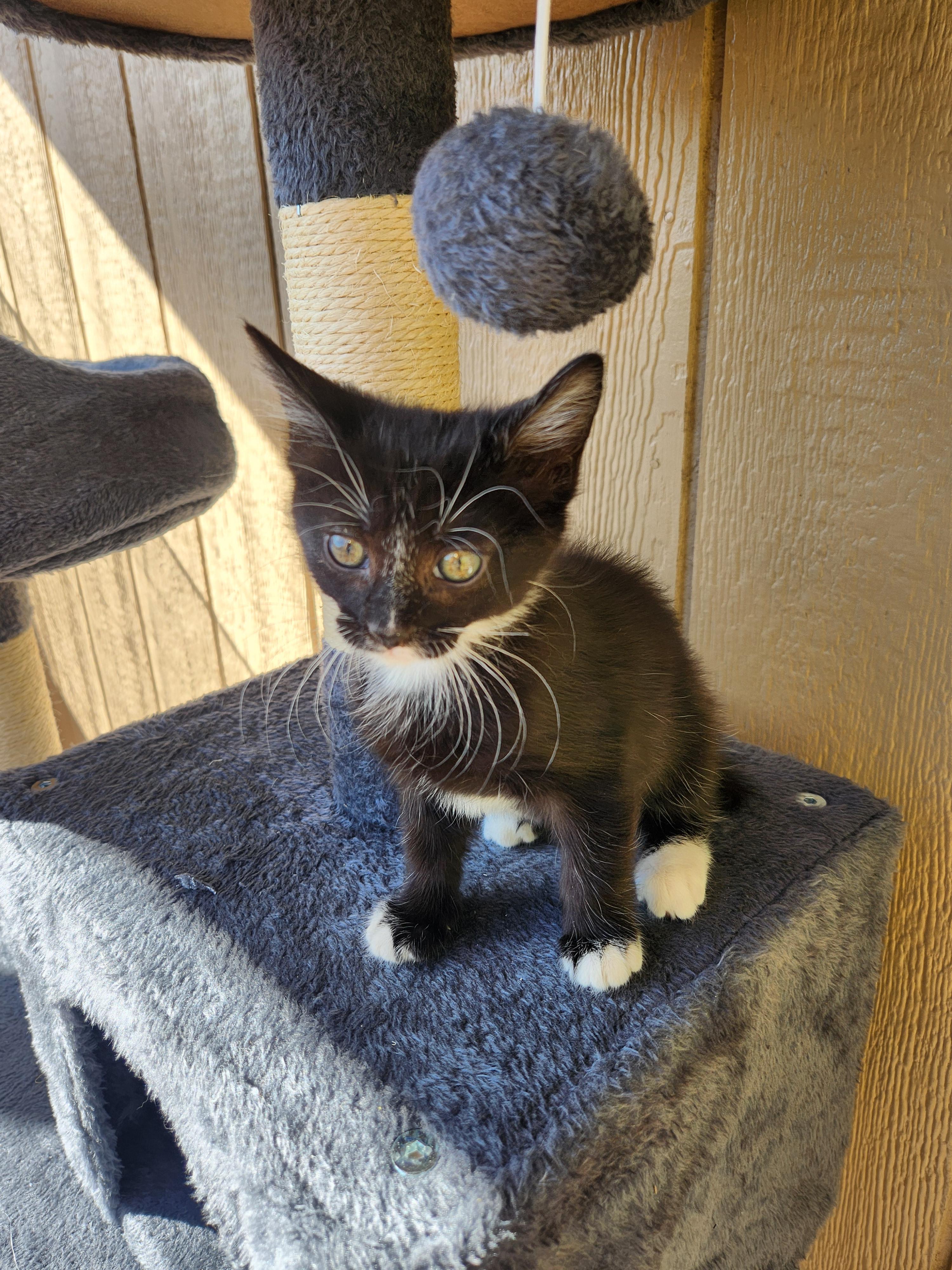 Stripey, an adopted Domestic Medium Hair in Yarnell, AZ image 2/2
