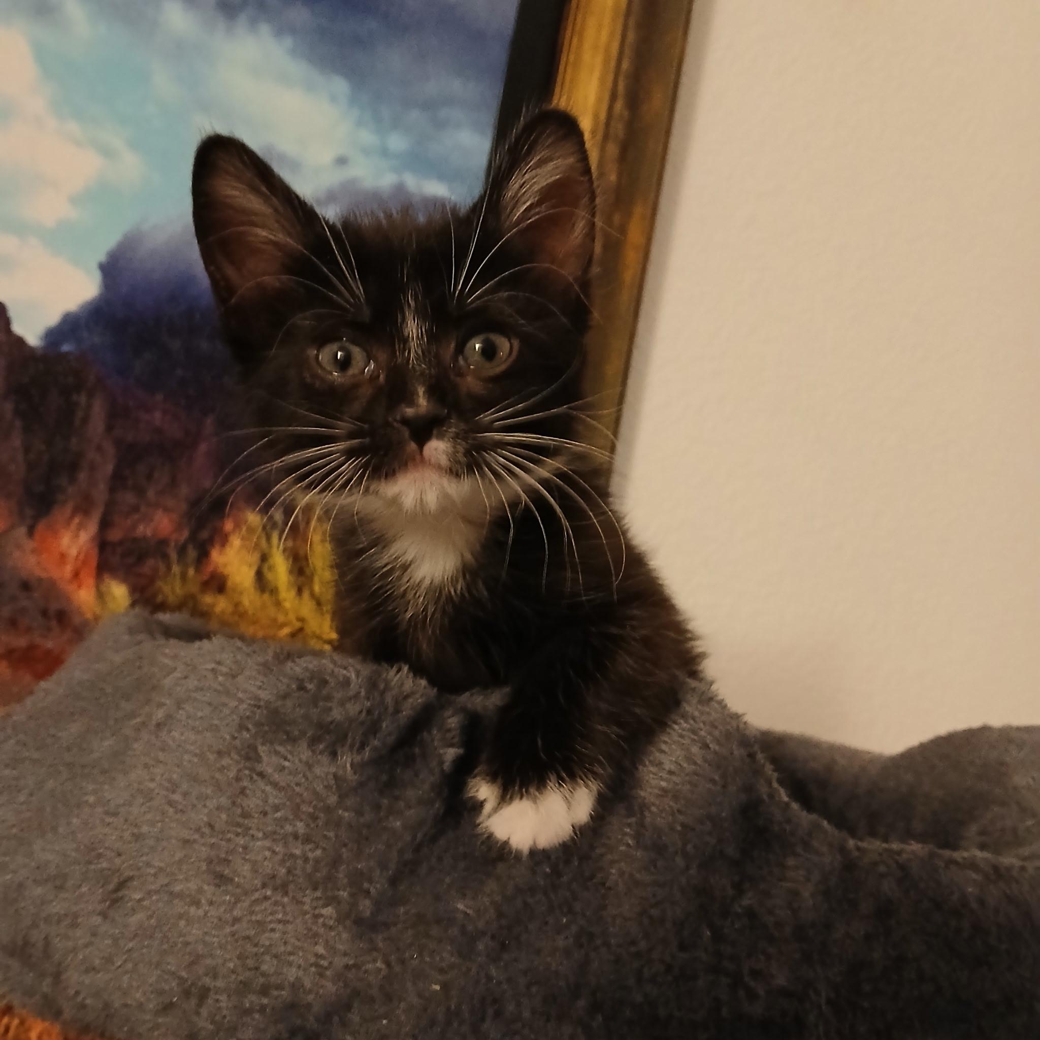 Stripey, an adopted Domestic Medium Hair in Yarnell, AZ image 1/2