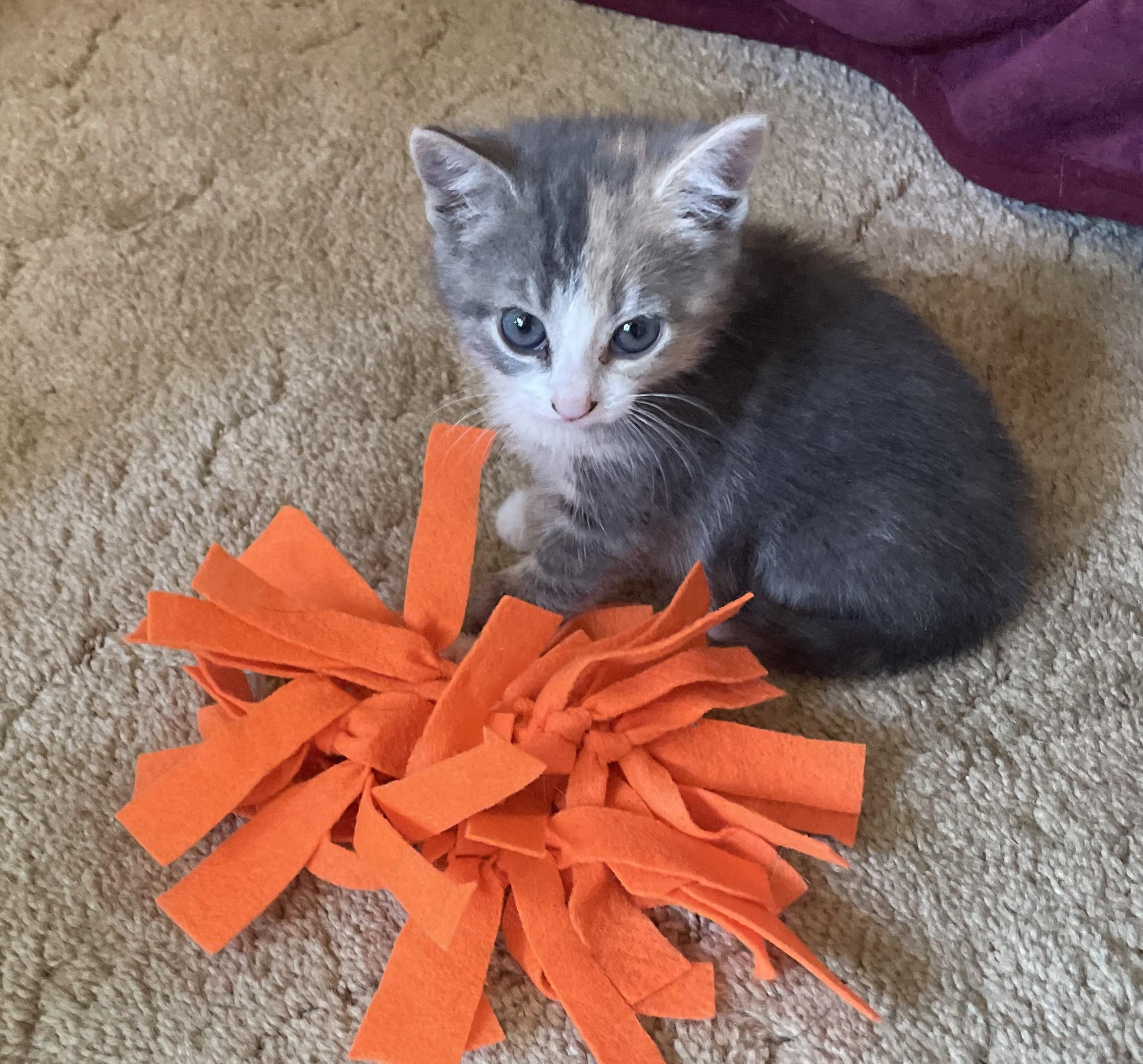 Ruthie, an adopted Domestic Short Hair in Avon, NY image 3/3
