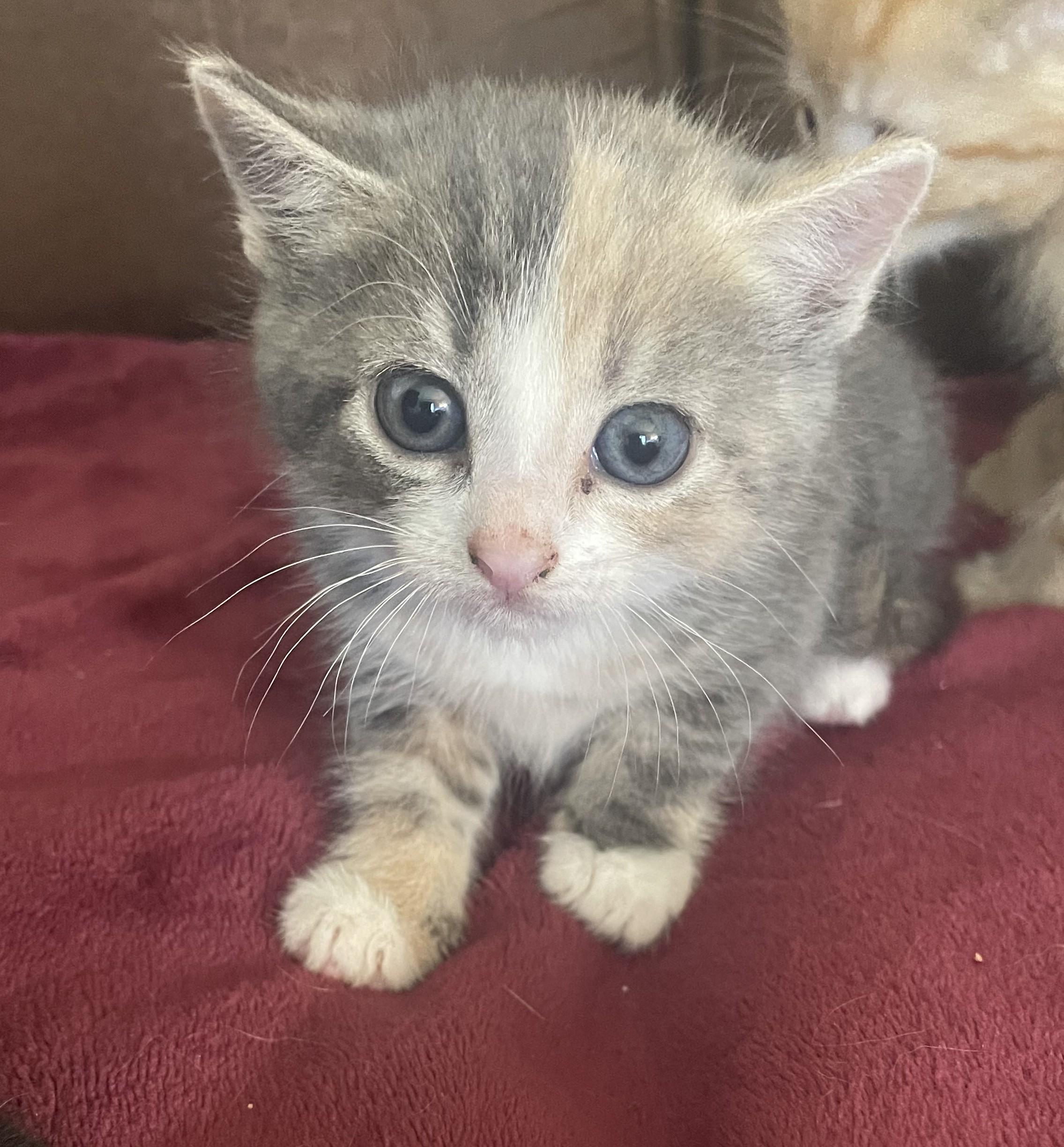 Ruthie, an adopted Domestic Short Hair in Avon, NY image 2/3