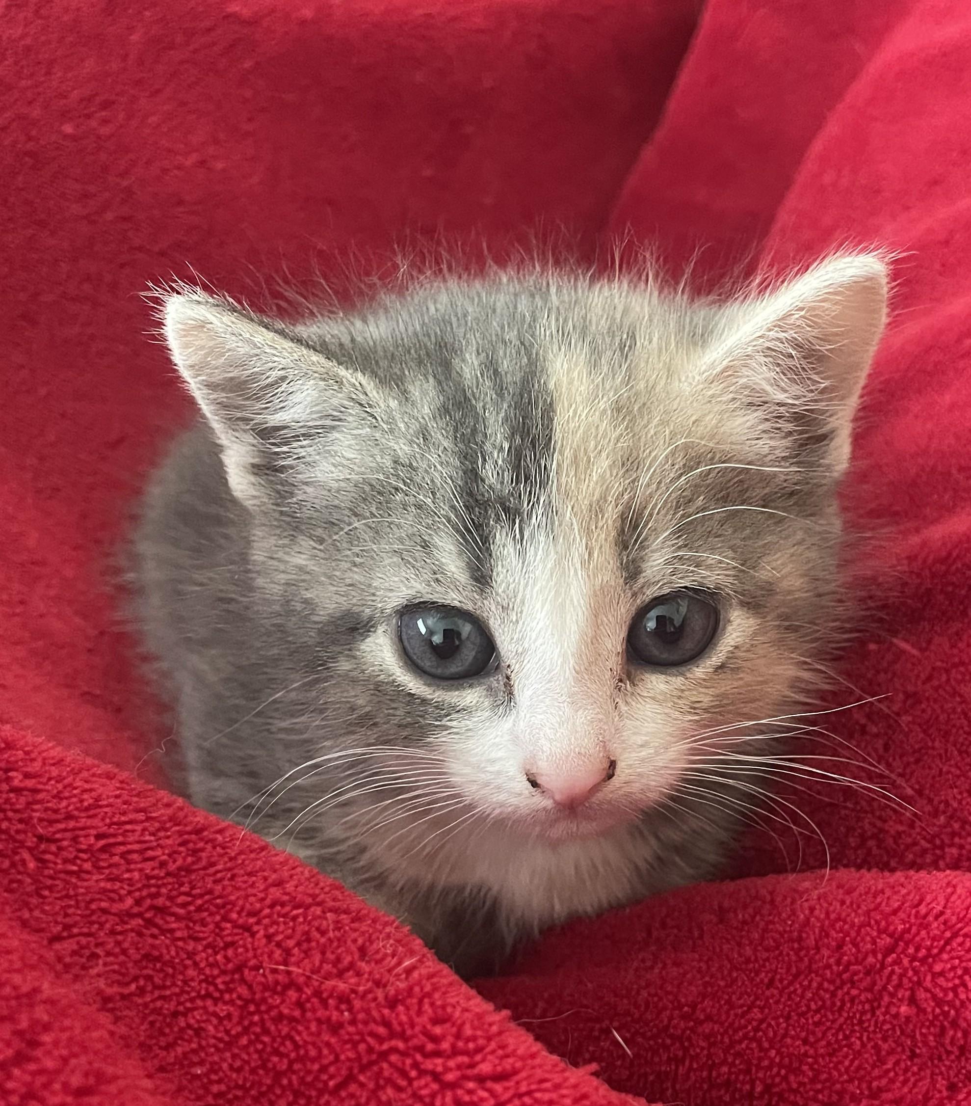 Ruthie, adopted, Kitten Female Domestic Short Hair.