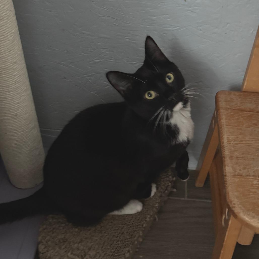 Enlarge Gretchen, a Adoptable Tuxedo in Richland, MI image 3/6
