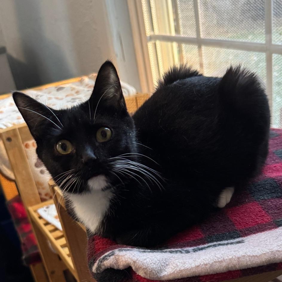 Enlarge Gretchen, a Adoptable Tuxedo in Richland, MI image 5/6