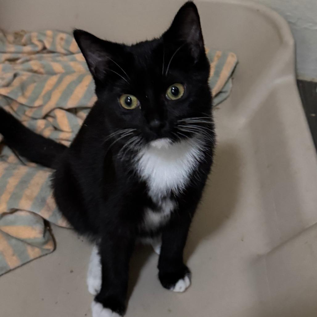 Gretchen, Adoptable, Young Female Tuxedo.