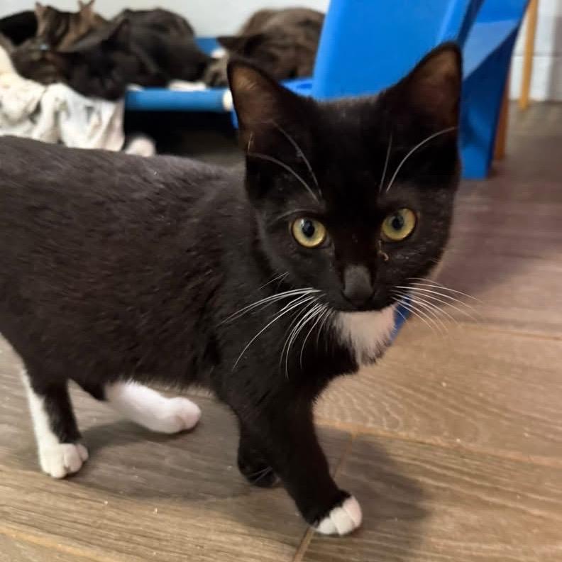 Enlarge Gretchen, a Adoptable Tuxedo in Richland, MI image 2/6