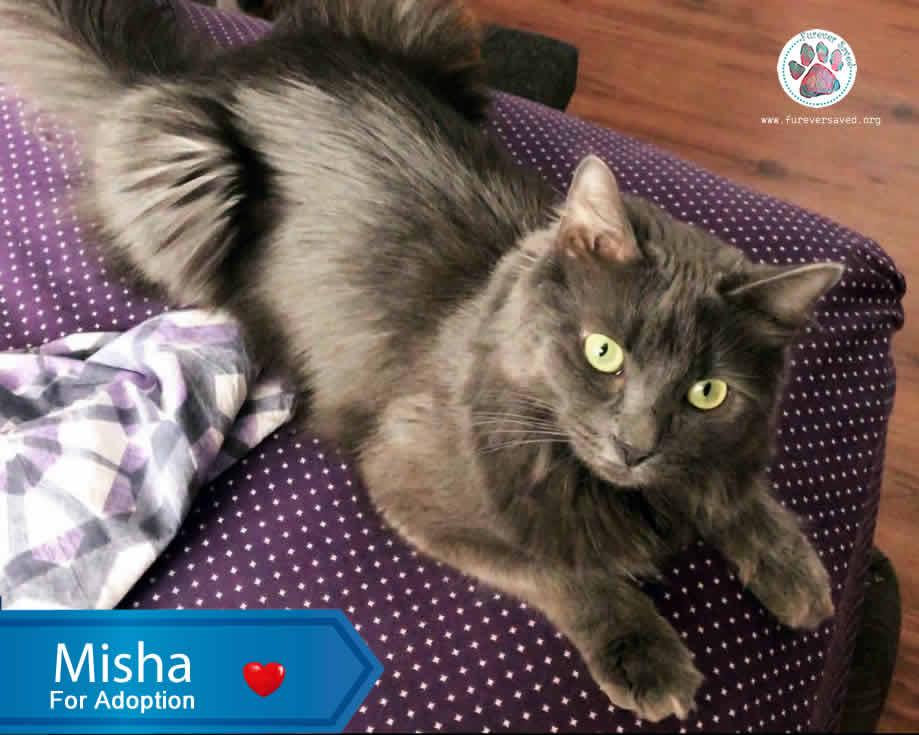 Enlarge Misha, a ADOPTABLE Domestic Medium Hair in Miami, FL image 2/4