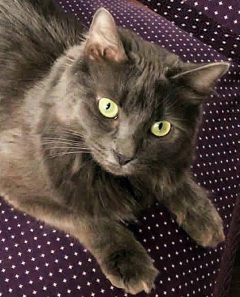 Enlarge Misha, a ADOPTABLE Domestic Medium Hair in Miami, FL image 4/4