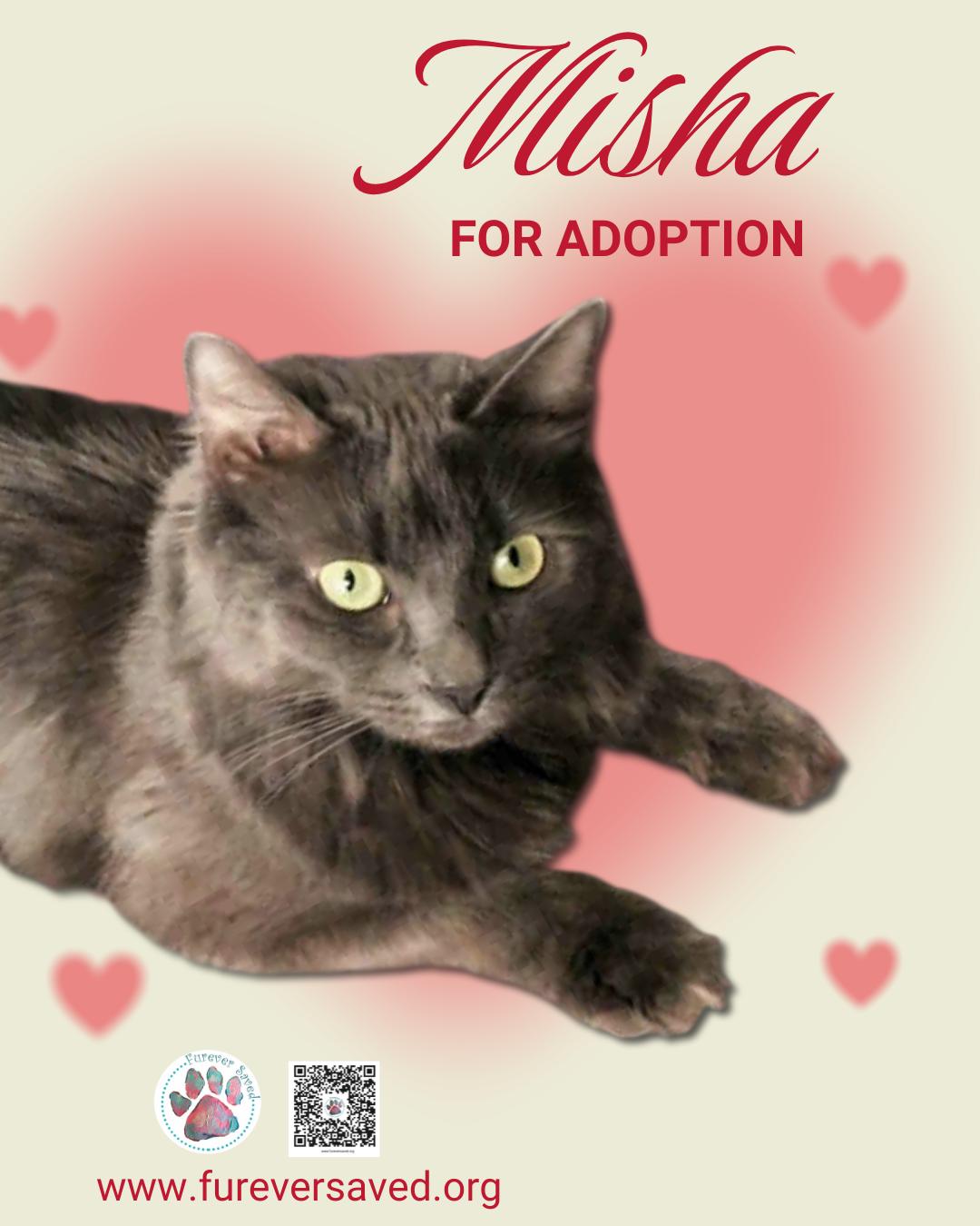 Enlarge Misha, a ADOPTABLE Domestic Medium Hair in Miami, FL image 1/4