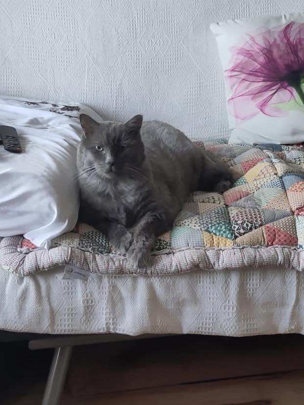 Louie, an adopted Domestic Short Hair in Montreal, QC image 1/5