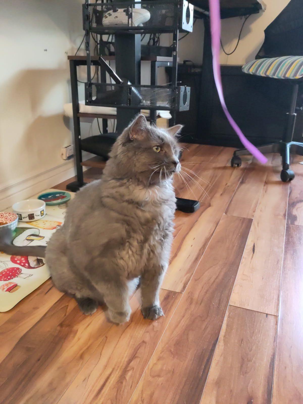 Louie, an adopted Domestic Short Hair in Montreal, QC image 2/5