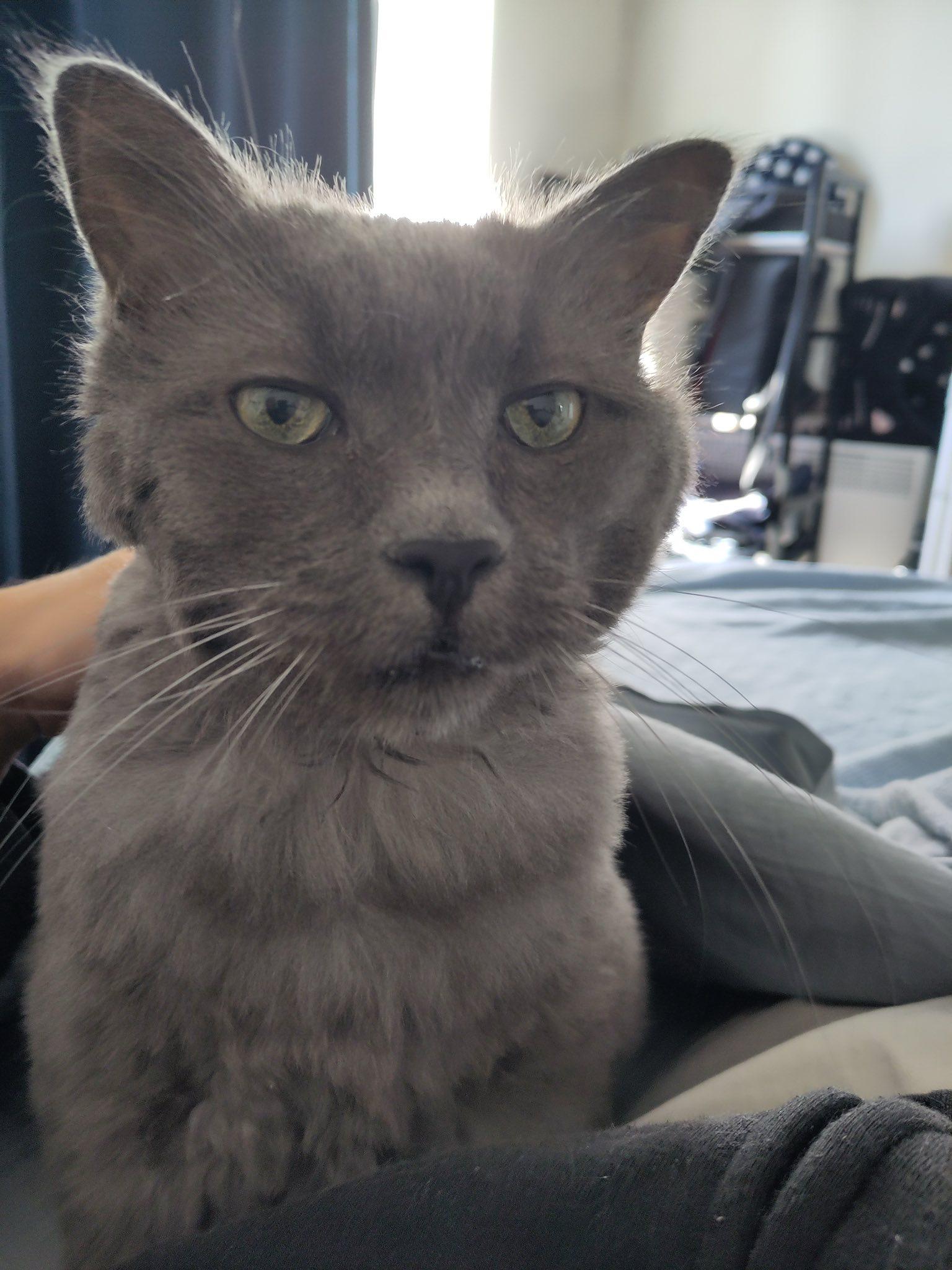 Louie, an adopted Domestic Short Hair in Montreal, QC image 4/5