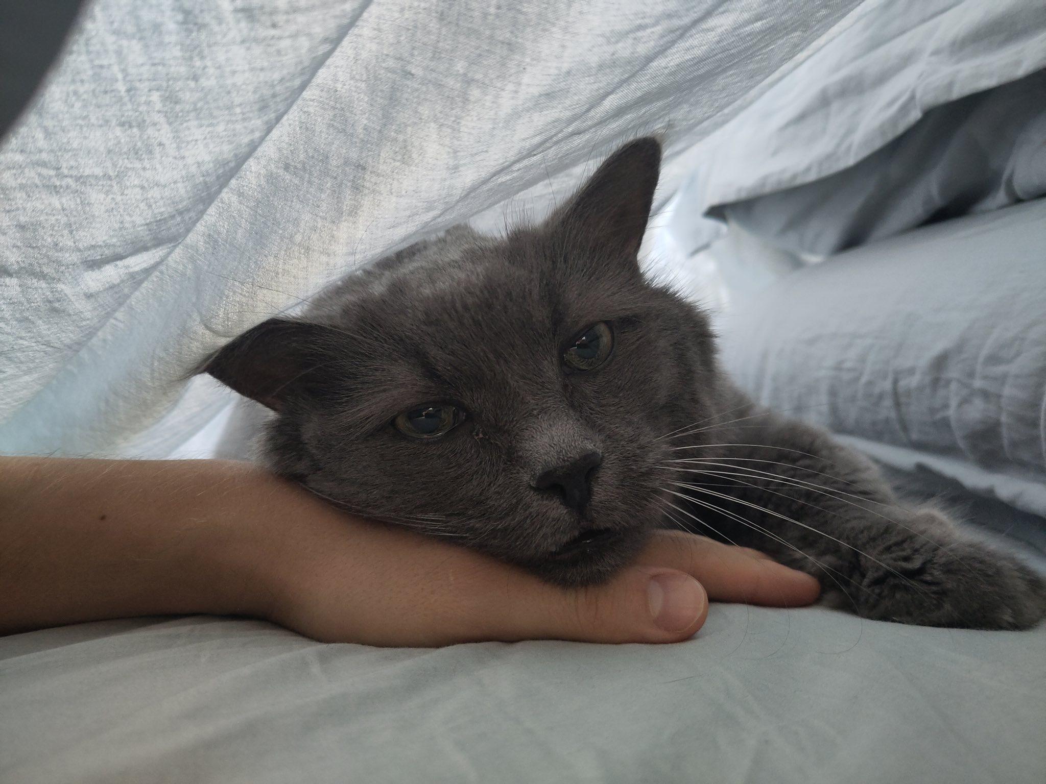 Louie, an adopted Domestic Short Hair in Montreal, QC image 5/5