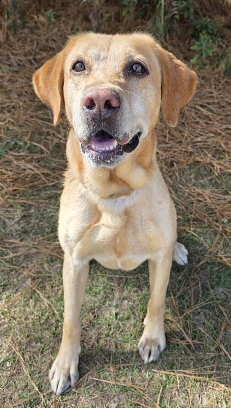 Willow, a Adoptable mixed breed in Lansing, MI image 2/5