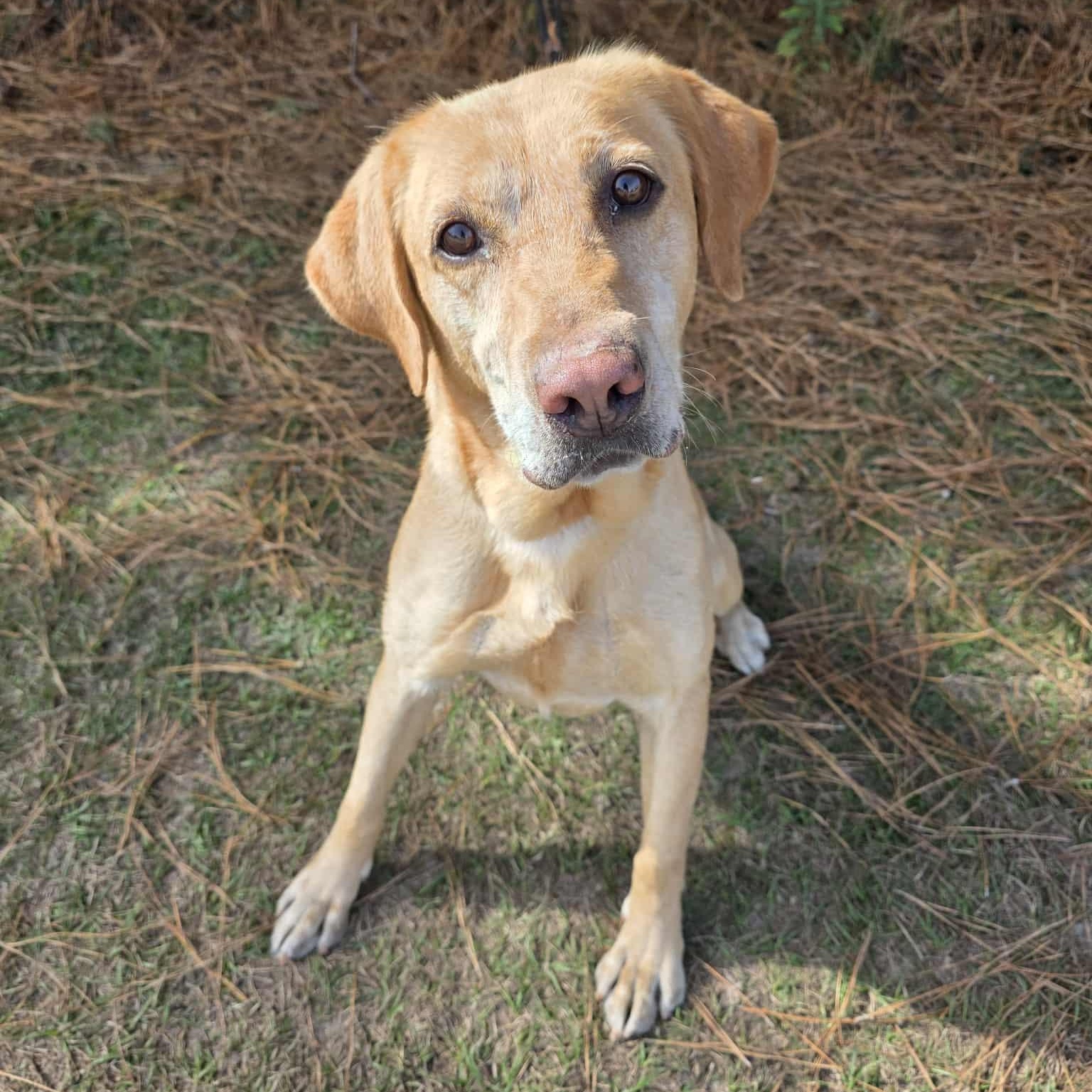 Willow, a Adoptable mixed breed in Lansing, MI image 5/5