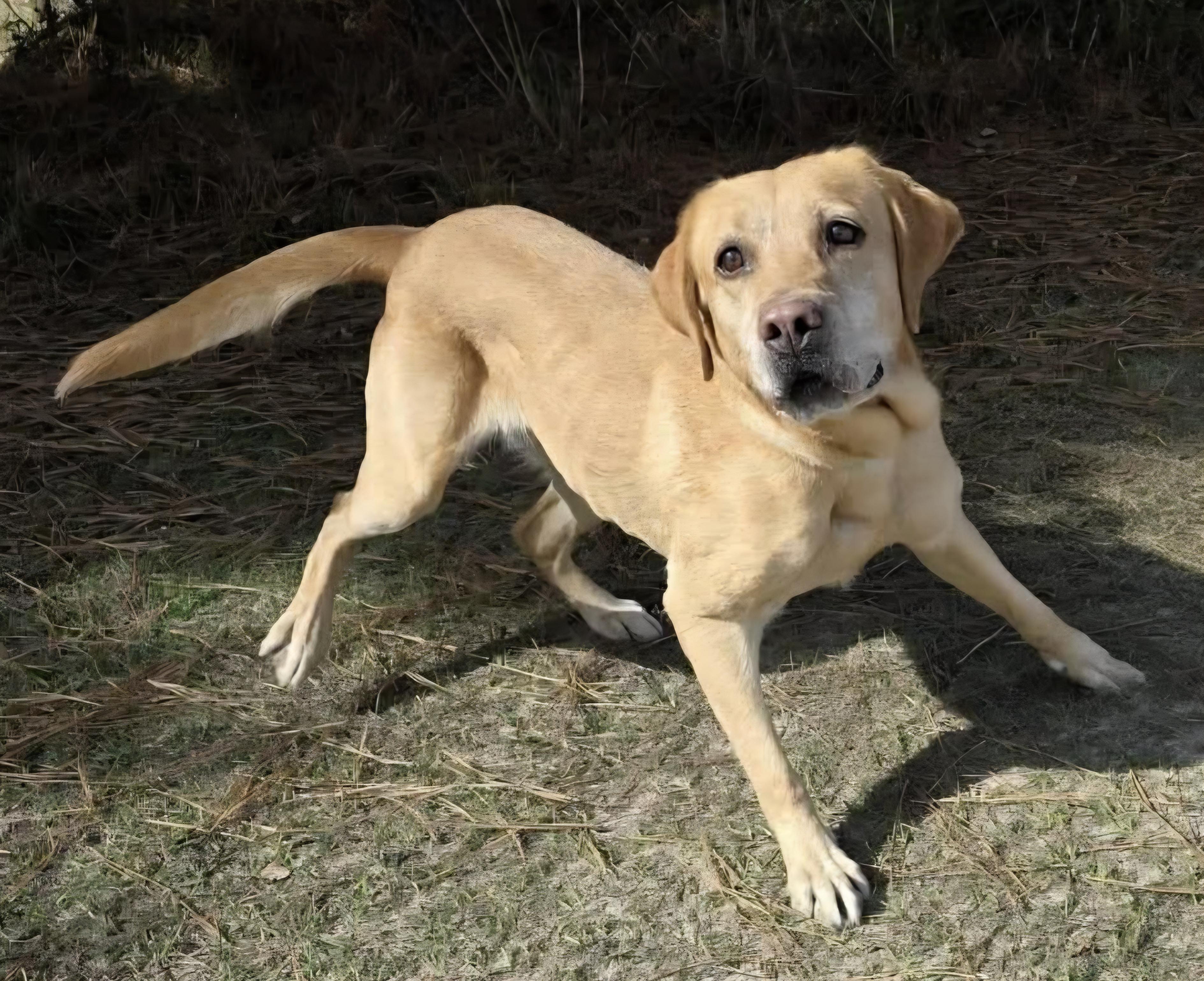 Willow, a Adoptable mixed breed in Lansing, MI image 3/5