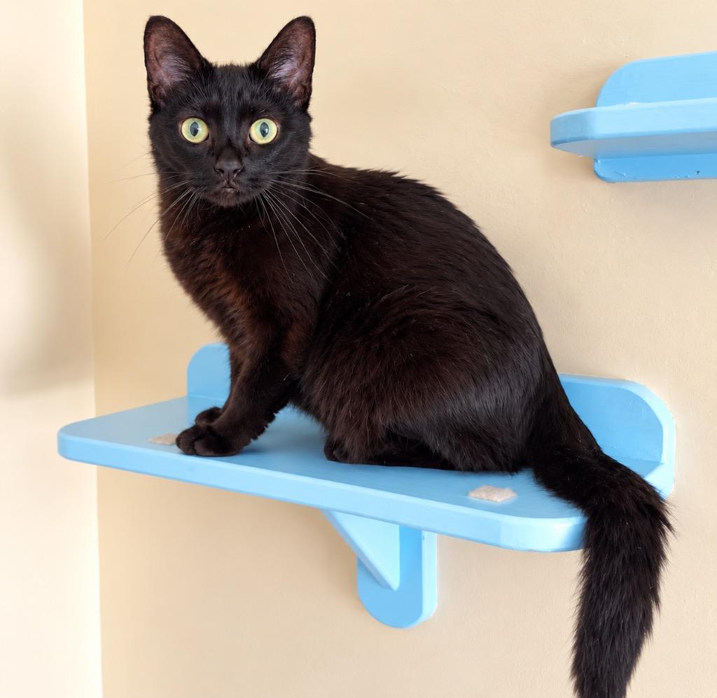 Enlarge Isis, a Adoptable mixed breed in Cambria, CA image 6/6