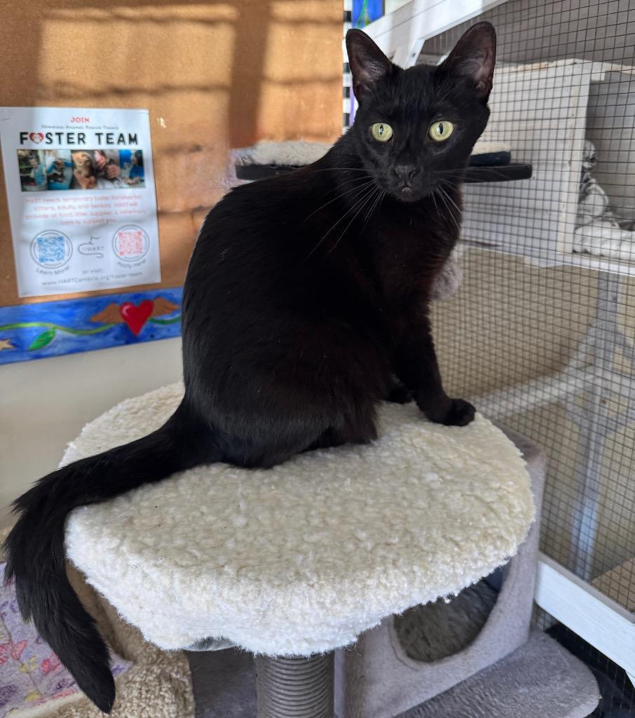 Enlarge Isis, a Adoptable mixed breed in Cambria, CA image 4/6