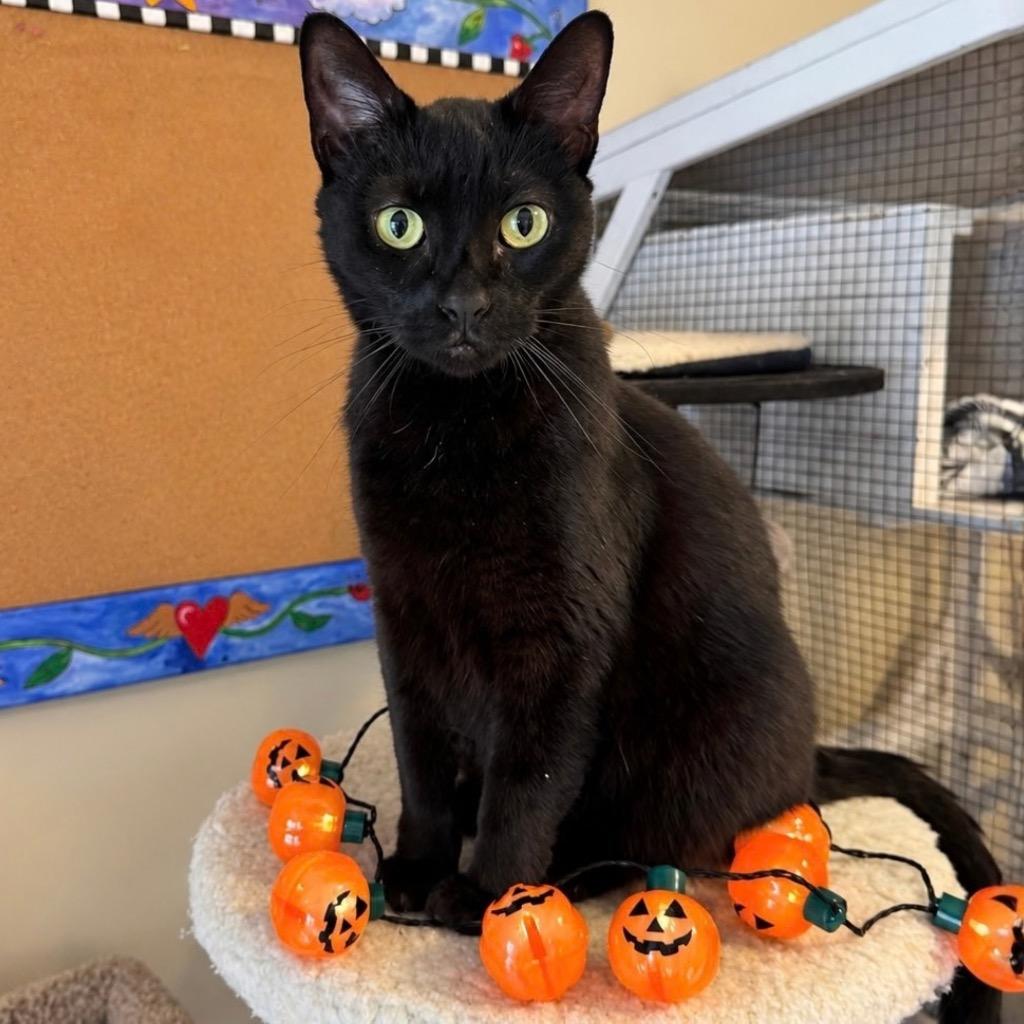 Isis, Adoptable, Adult Female Domestic Short Hair.