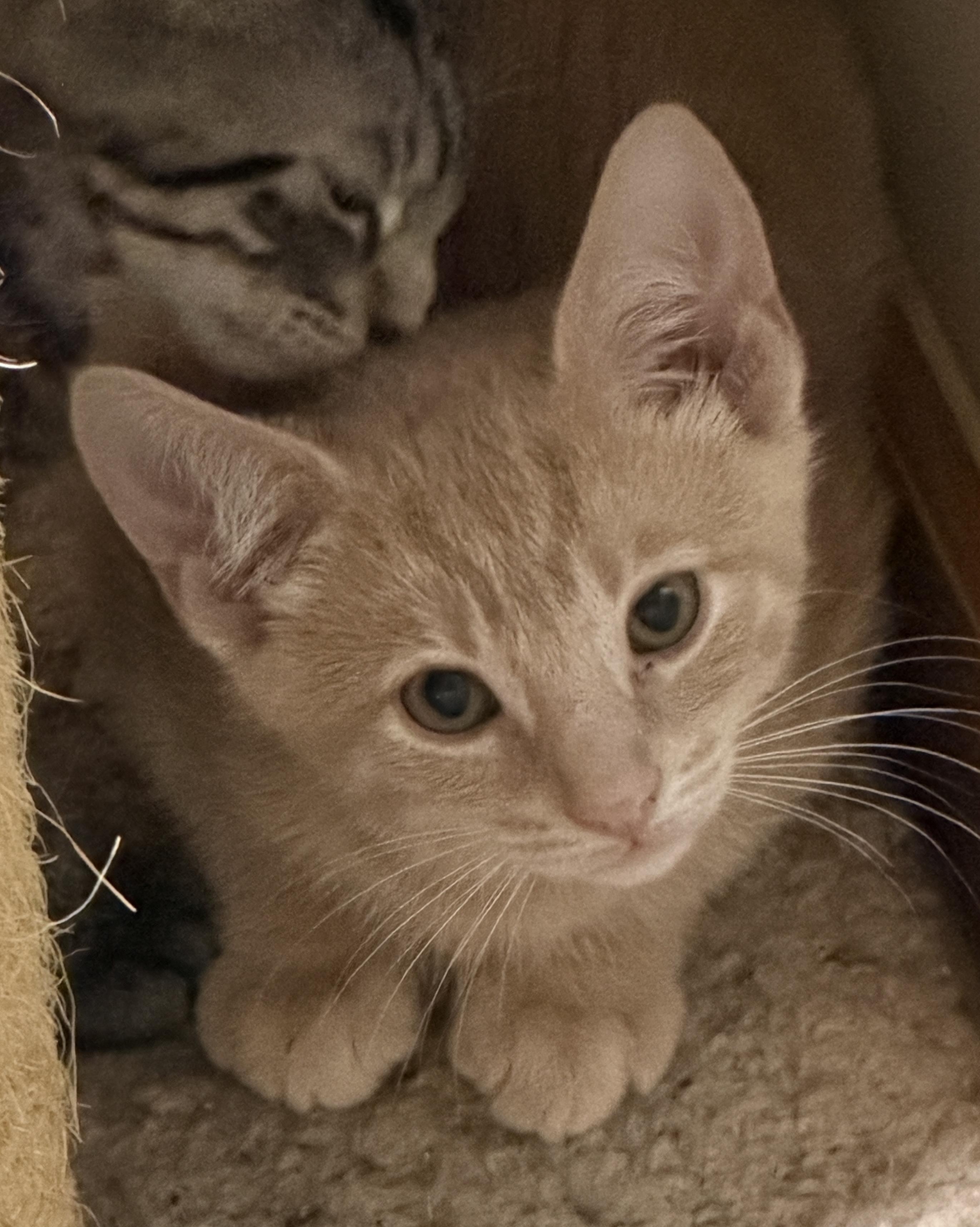 Butter, ADOPTABLE, Kitten Male Domestic Short Hair.