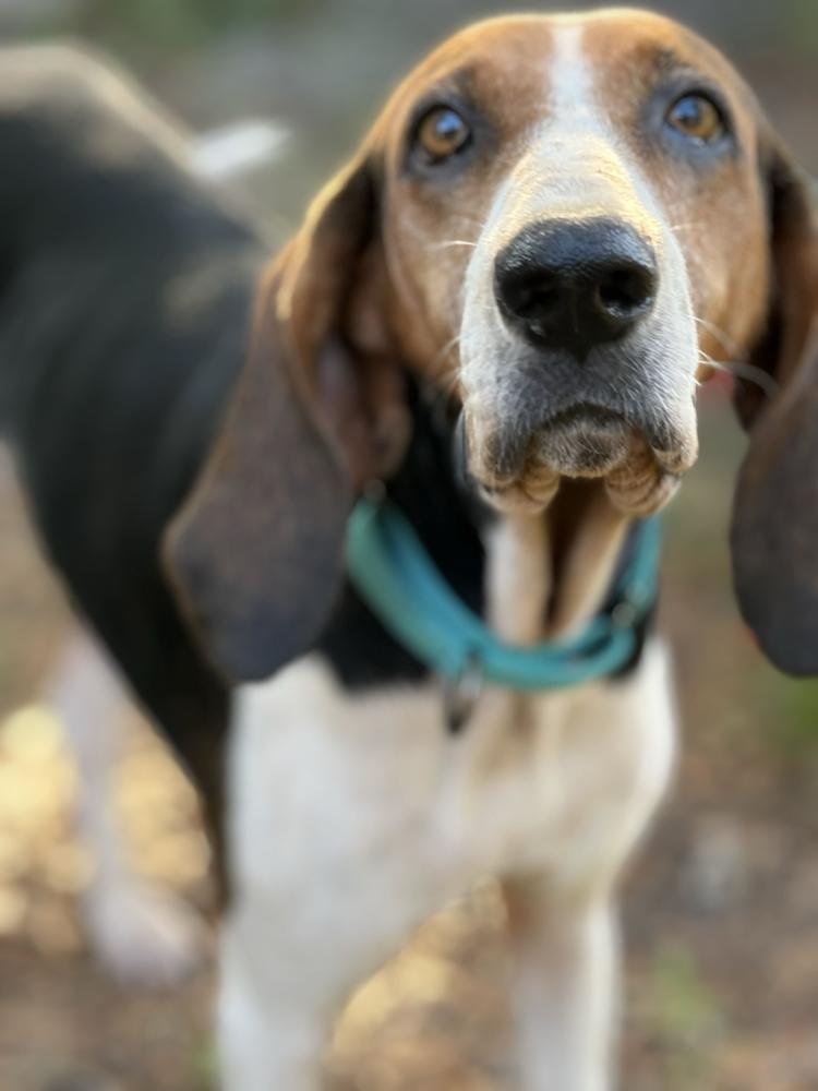 Enlarge Magnolia, a Adoptable Treeing Walker Coonhound in Charleston, SC image 1/6
