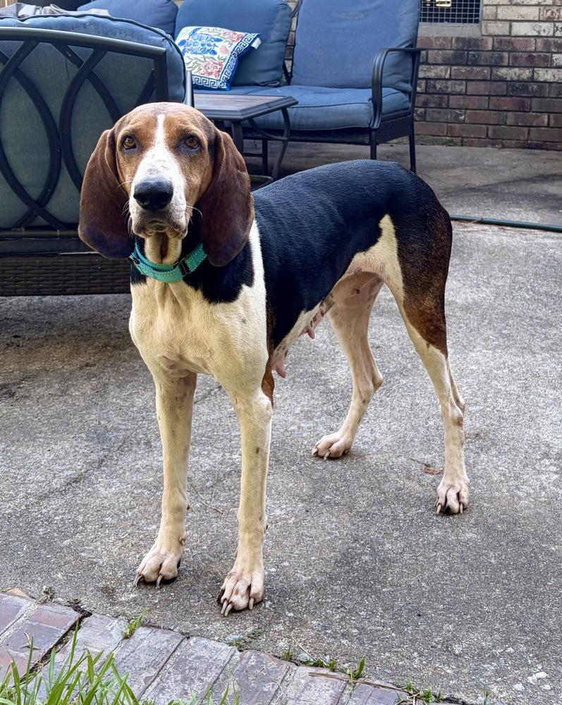 Enlarge Magnolia, a Adoptable Treeing Walker Coonhound in Charleston, SC image 2/6
