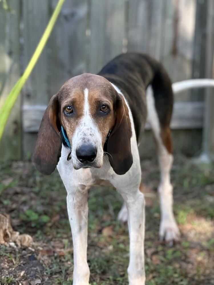 Enlarge Magnolia, a Adoptable Treeing Walker Coonhound in Charleston, SC image 3/6