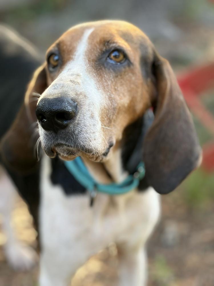 Enlarge Magnolia, a Adoptable Treeing Walker Coonhound in Charleston, SC image 4/6
