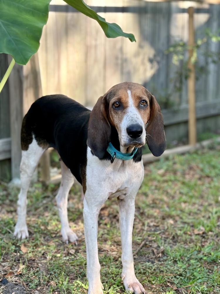 Enlarge Magnolia, a Adoptable Treeing Walker Coonhound in Charleston, SC image 5/6