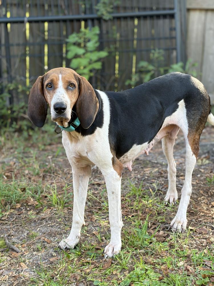 Enlarge Magnolia, a Adoptable Treeing Walker Coonhound in Charleston, SC image 6/6