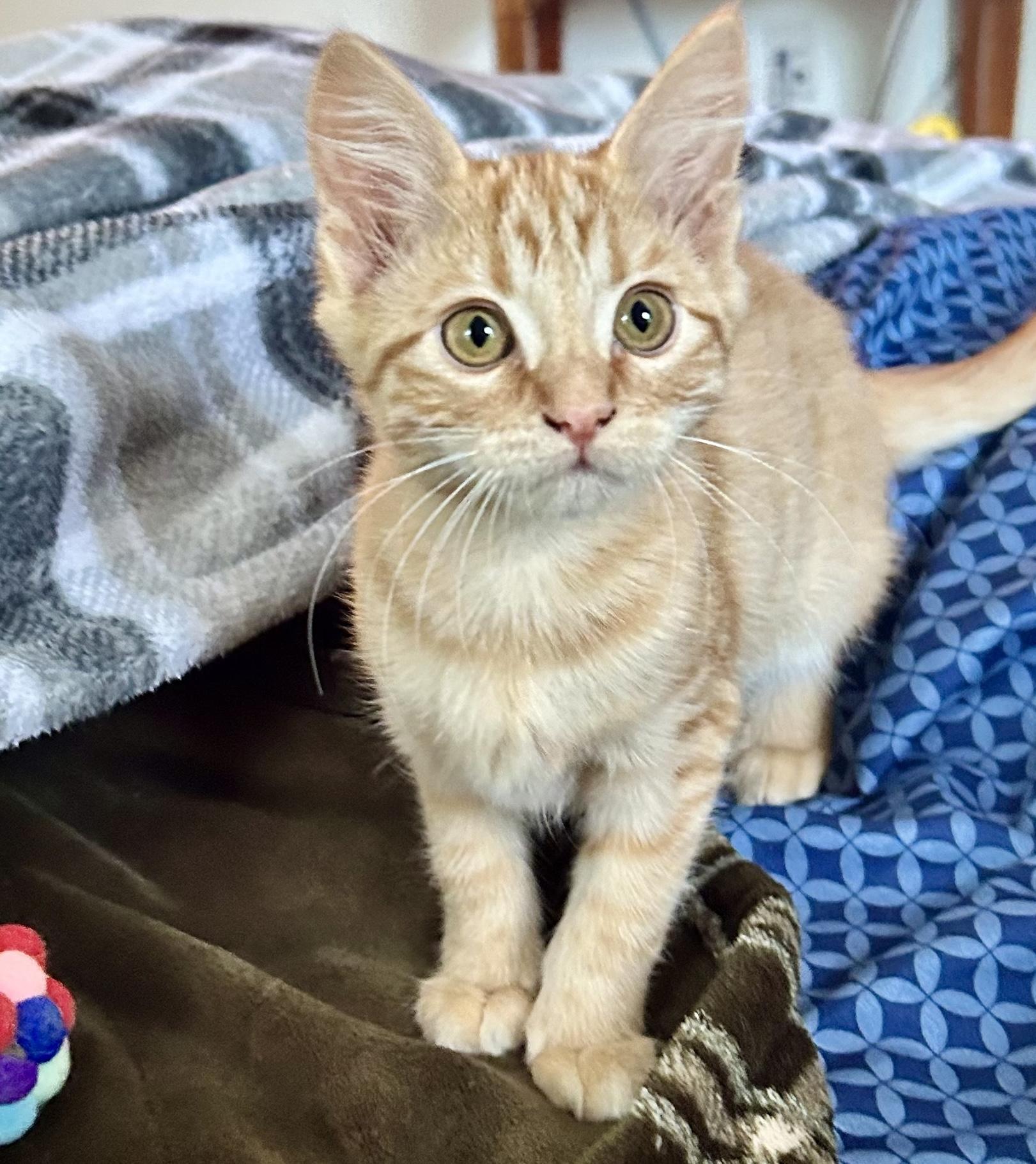 Hazel and Bonbon, Baby Female Domestic Short Hair