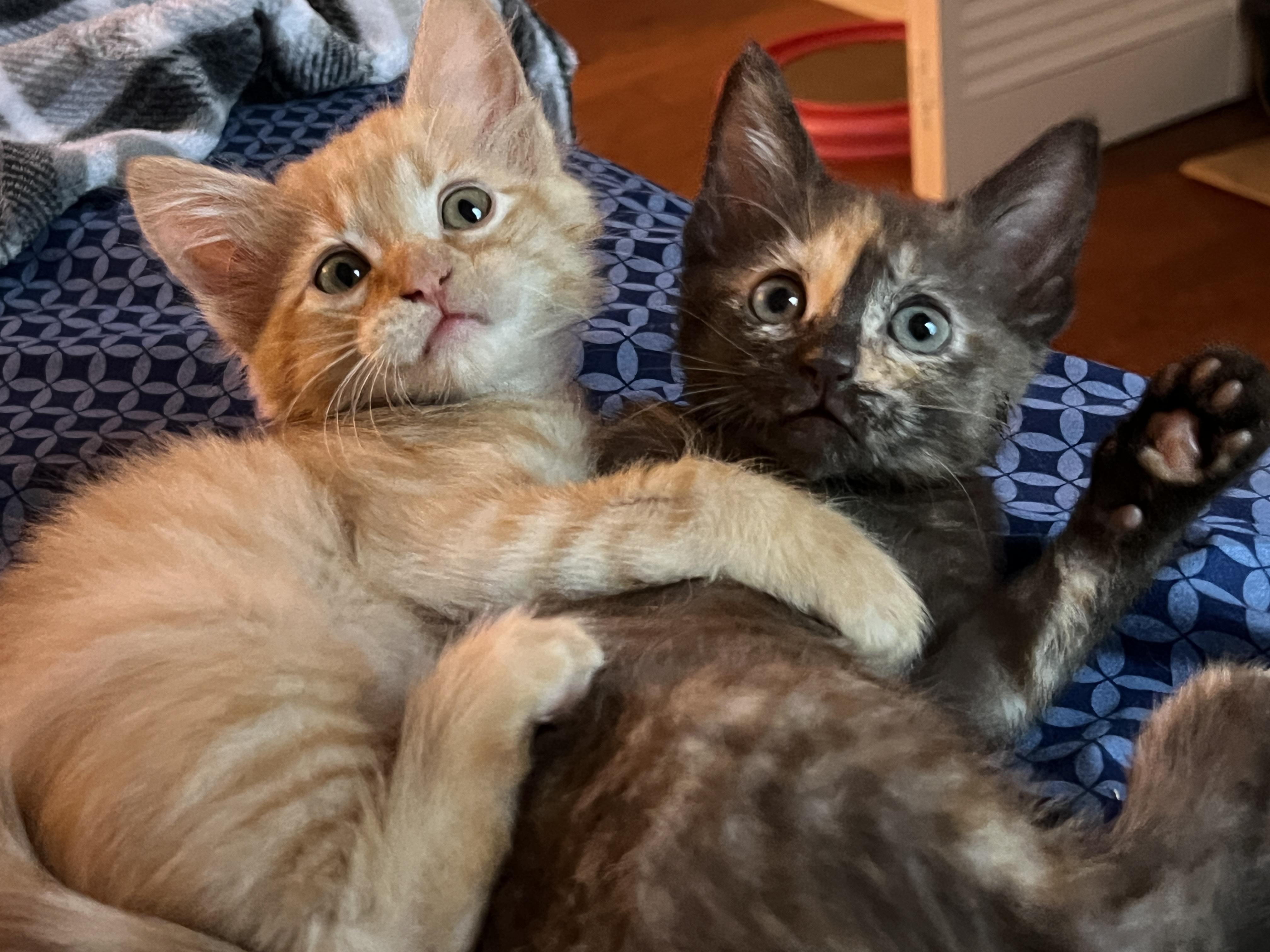 Hazel and Bonbon photo 2