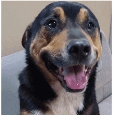 Xavier, Adoptable, Adult Male German Shepherd Dog.