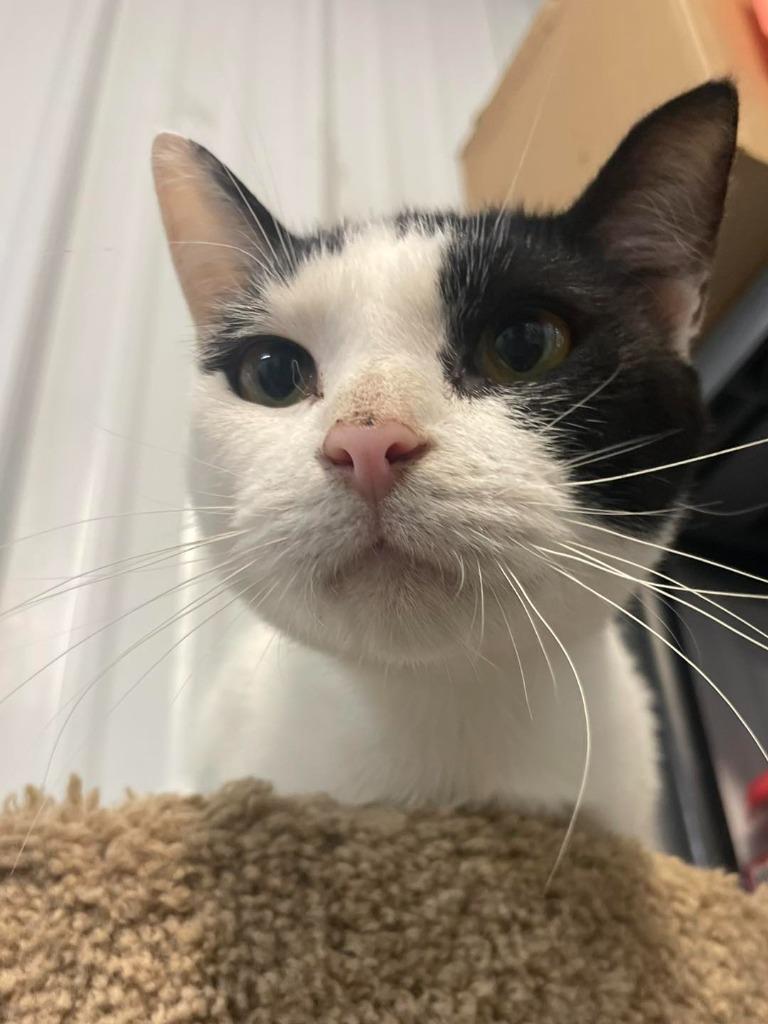 Enlarge Bonnie, a Adoptable Domestic Short Hair in Calhoun, KY image 2/4