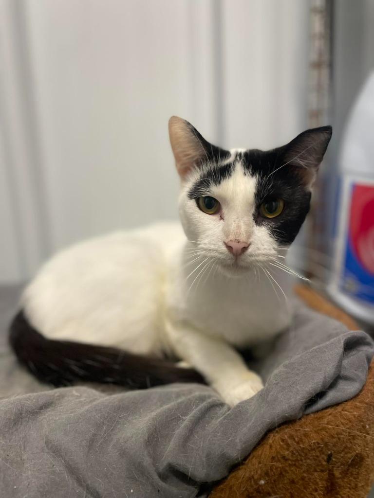 Enlarge Bonnie, a Adoptable Domestic Short Hair in Calhoun, KY image 3/4