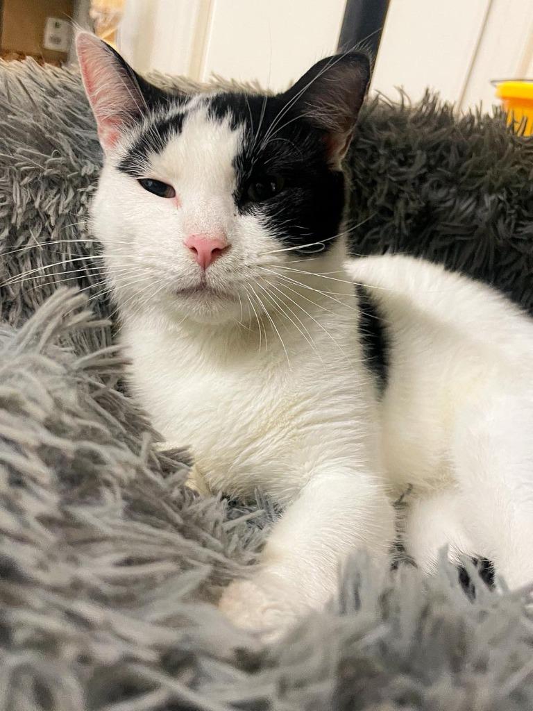 Enlarge Bonnie, a Adoptable Domestic Short Hair in Calhoun, KY image 1/4