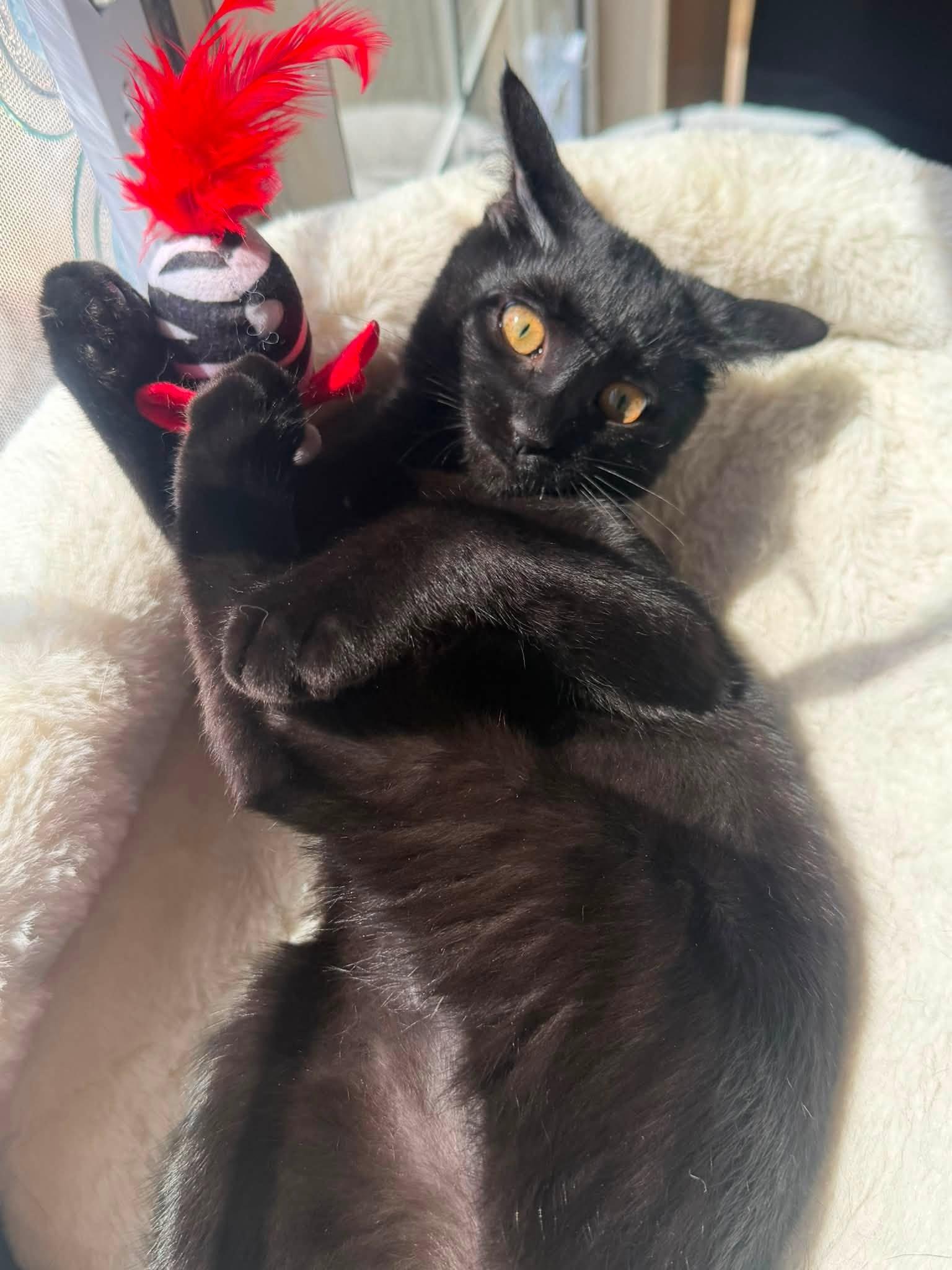 Ravioli, an adopted Domestic Short Hair in Queen Creek, AZ image 5/5