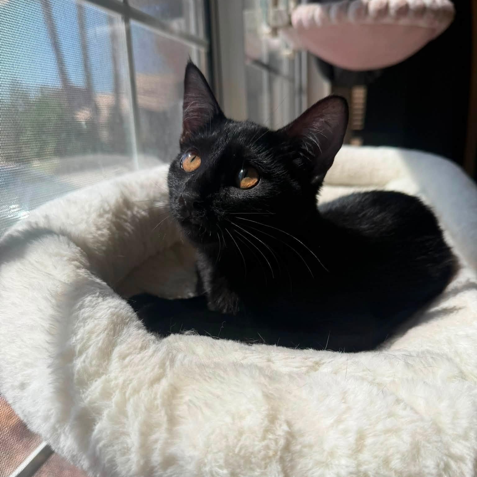 Ravioli, adopted, Kitten Female Domestic Short Hair.