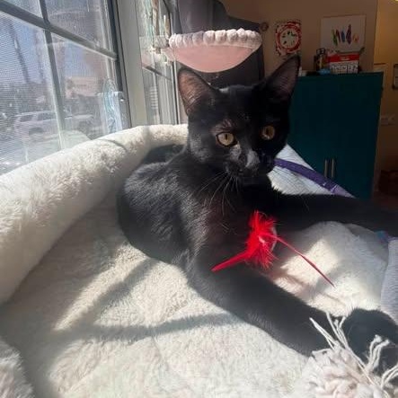 Ravioli, an adopted Domestic Short Hair in Queen Creek, AZ image 2/5