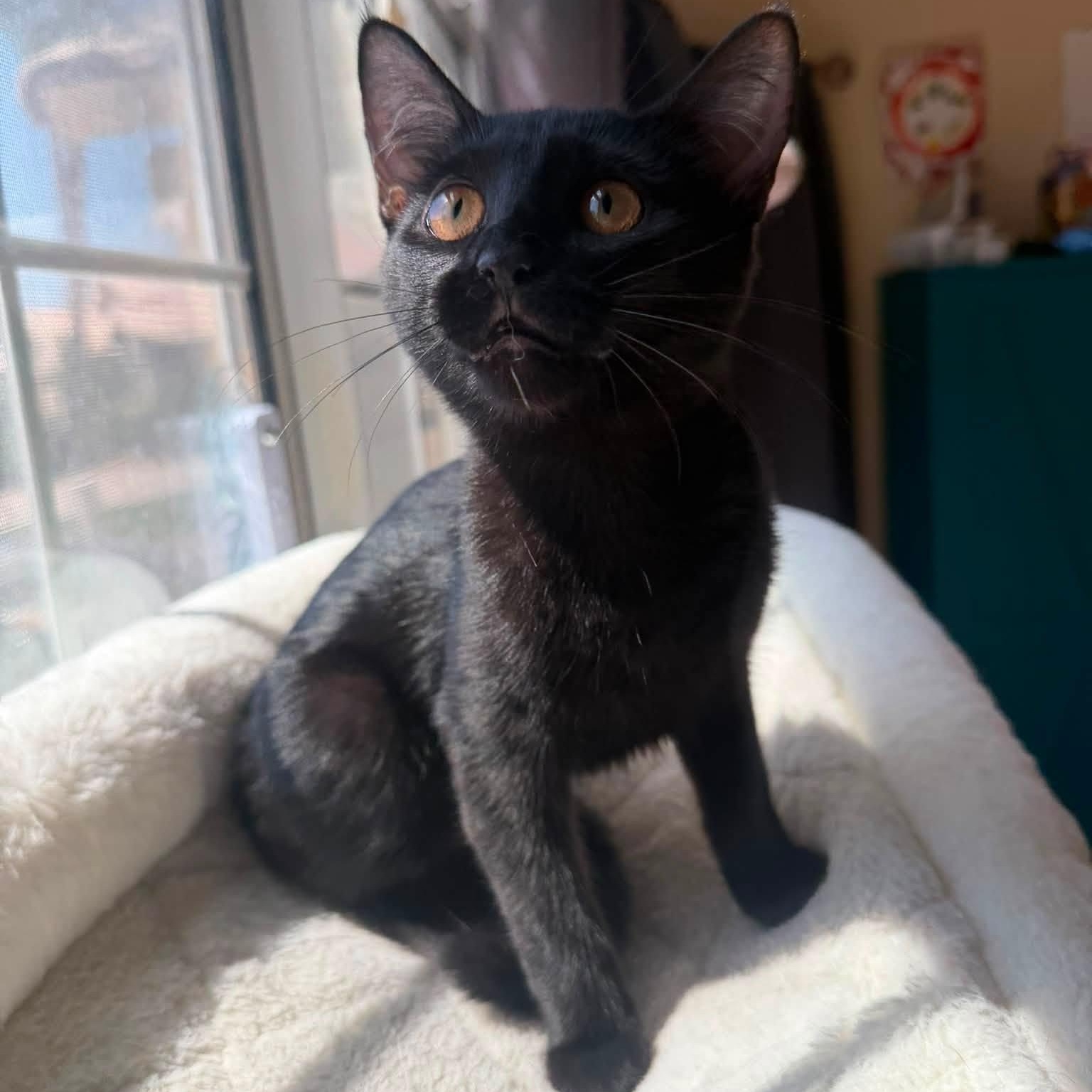 Ravioli, an adopted Domestic Short Hair in Queen Creek, AZ image 4/5